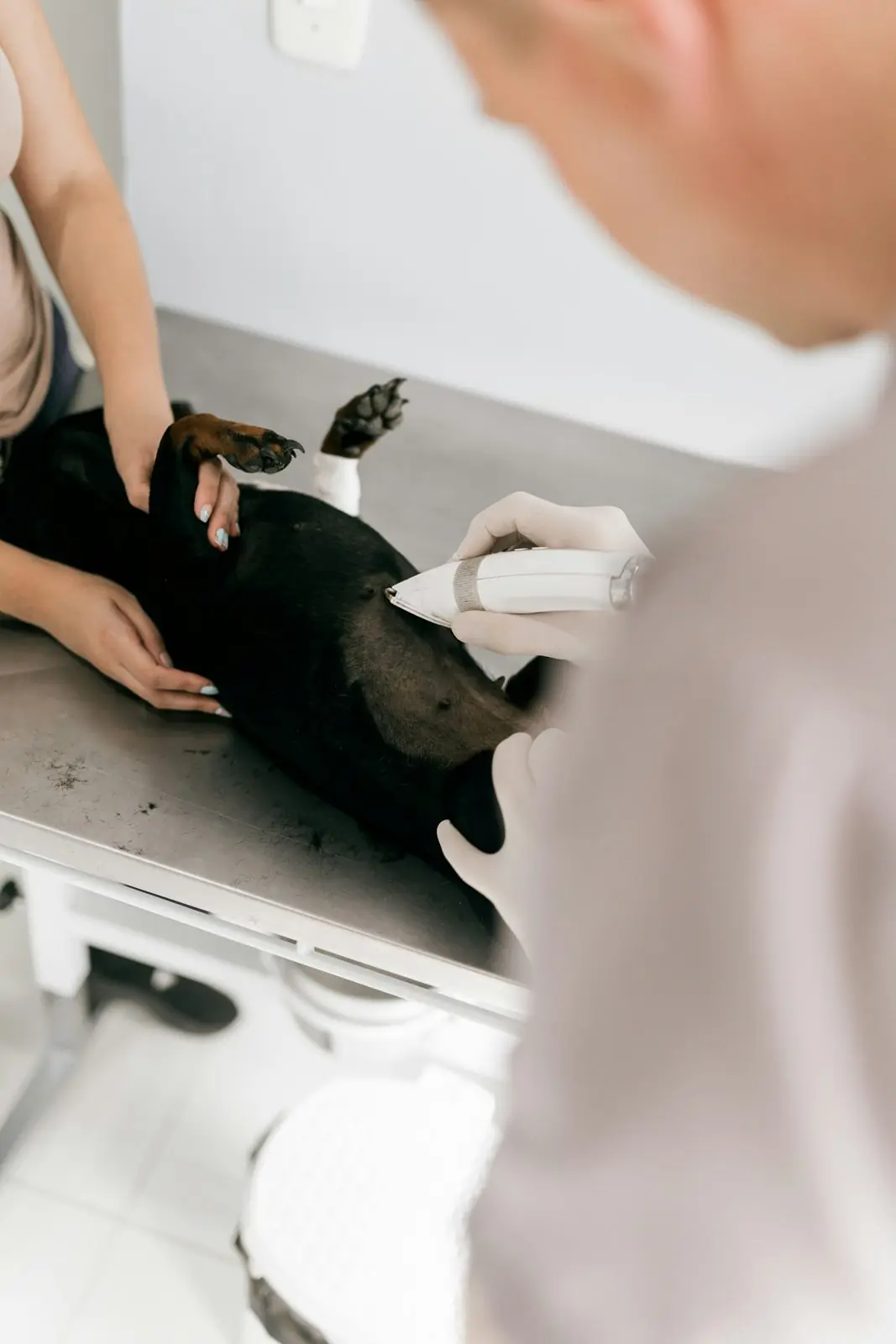 Manos de una veterinaria con un perro tumbado en la camilla de ecografía