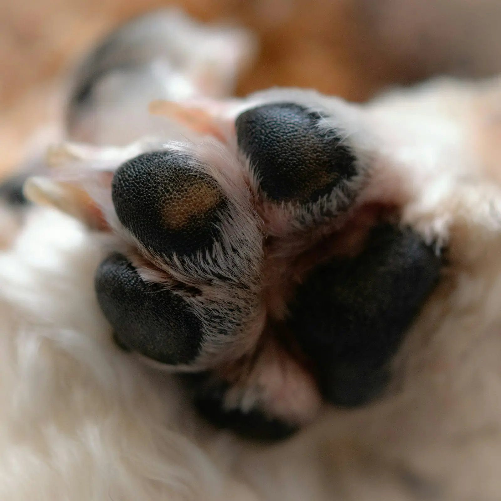 Almohadillas de la pata de un cachorro, de cerca