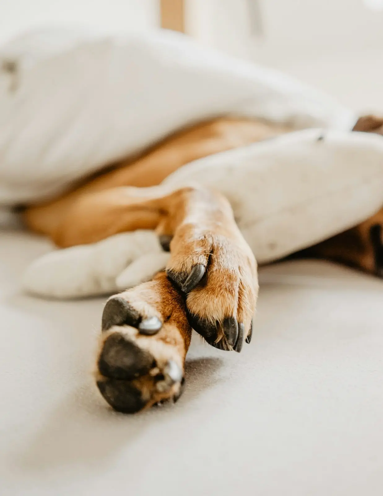 Pata de un perro dormido sobre un cojín