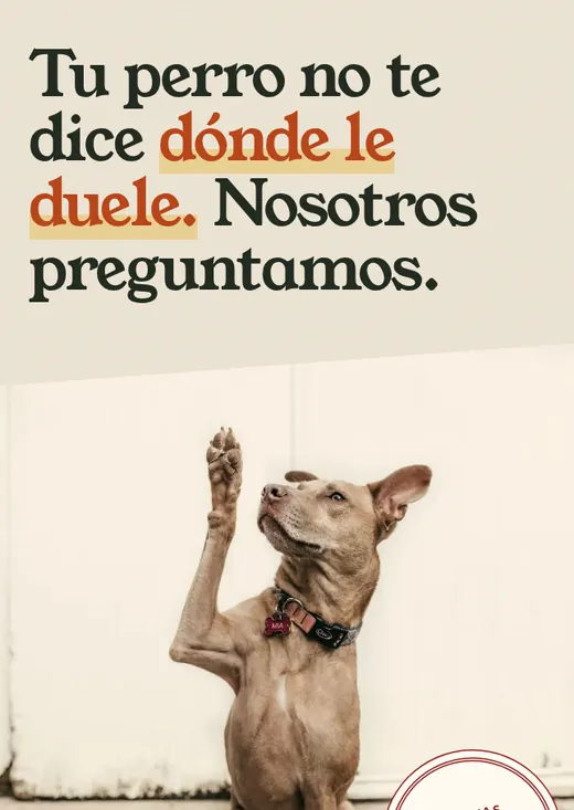 Primera pantalla de la web de ejemplo para clínicas veterinarias: titular en serif redondeada y un perro levantando la pata.